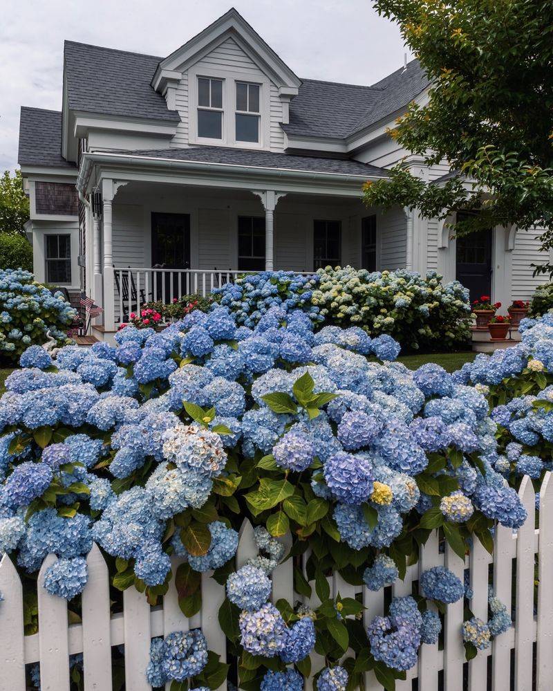 Hydrangeas