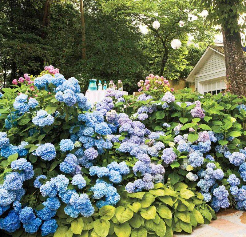 Hydrangeas