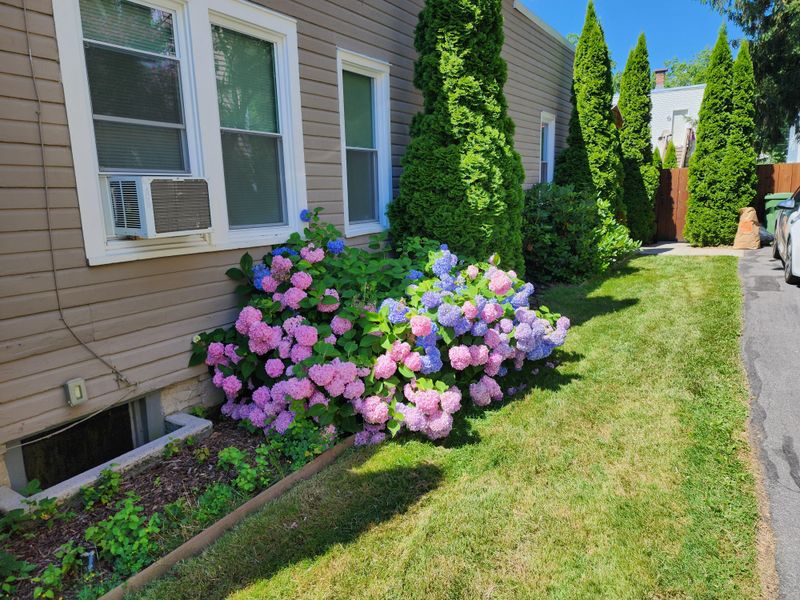 Hydrangeas & Boxwood