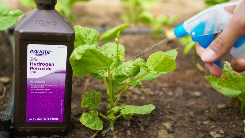 Hydrogen Peroxide for Root Health