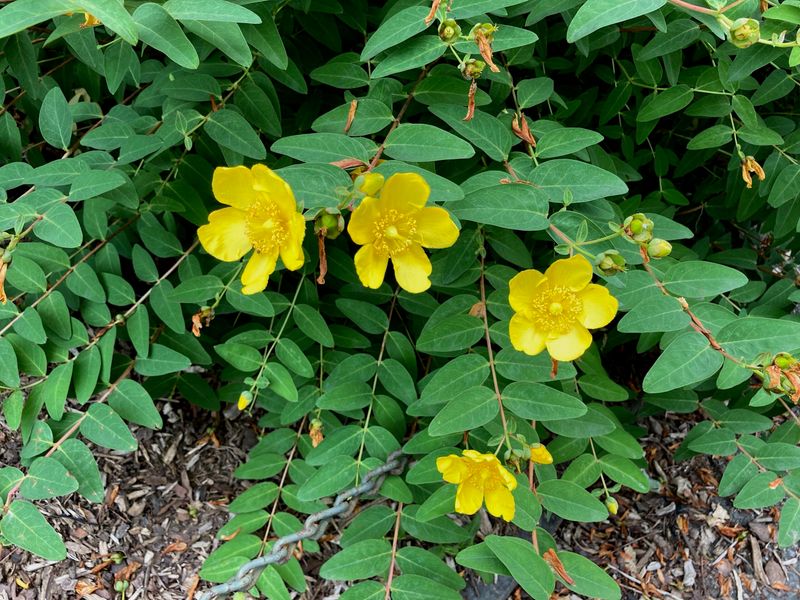 Hypericum