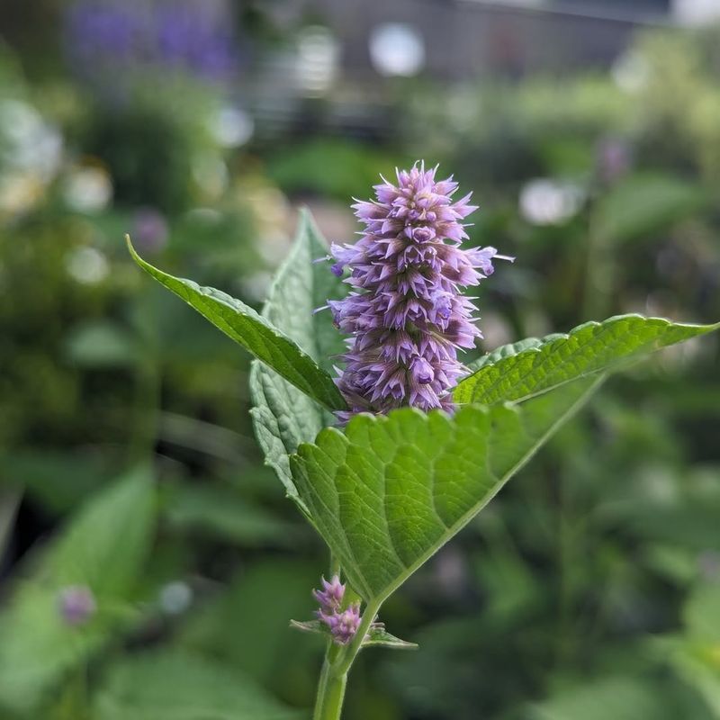 Hyssop