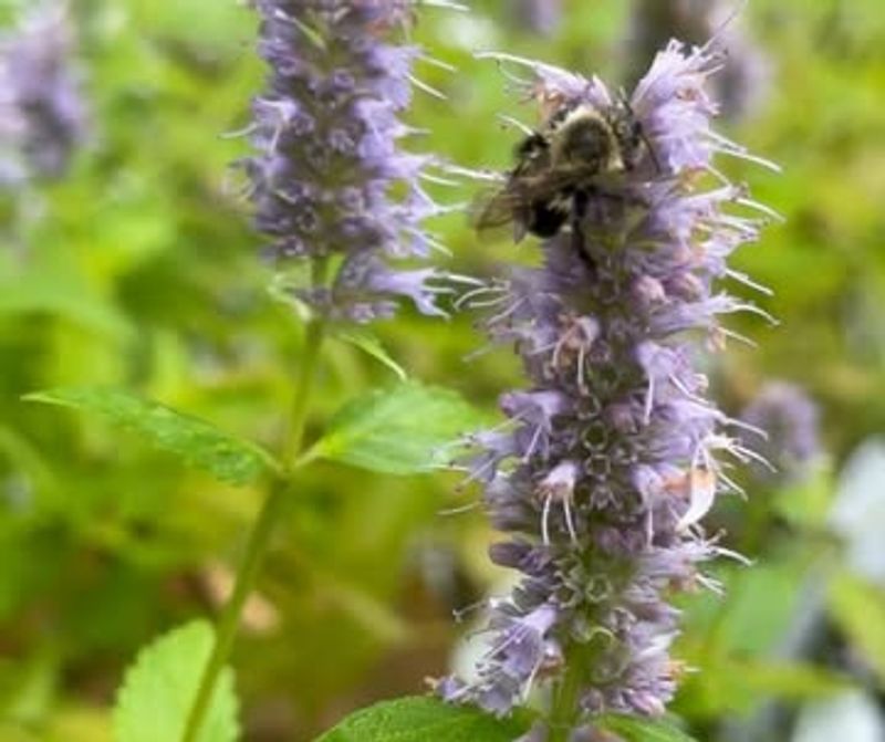 Hyssop