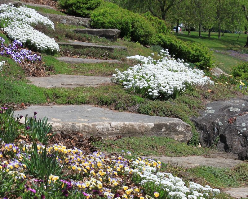 Iberis (Candytuft)