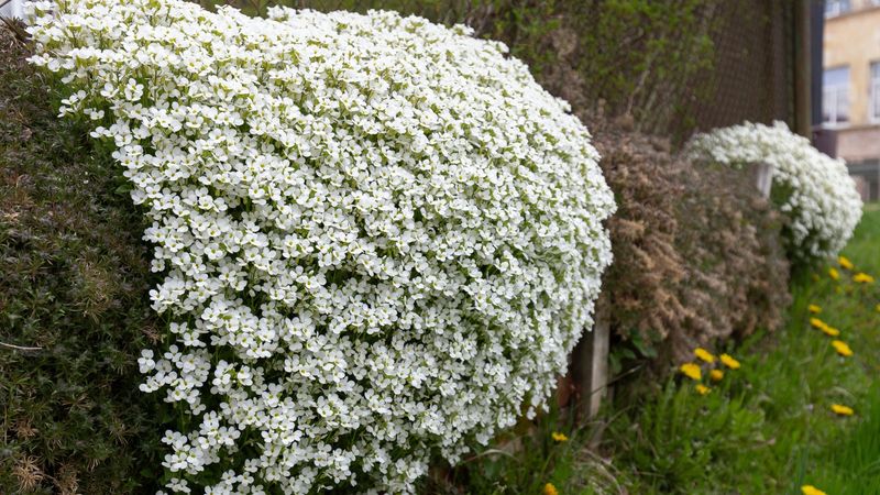 Iberis Sempervirens