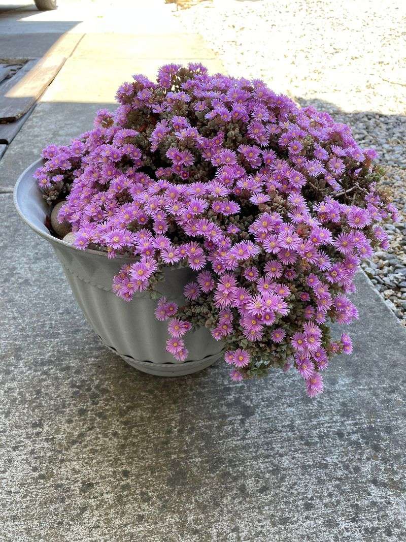 Ice Plant