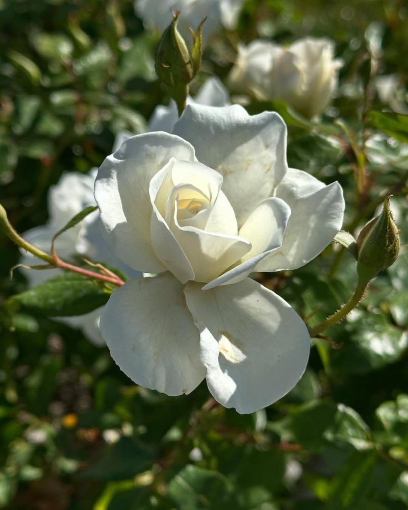 Iceberg Rose