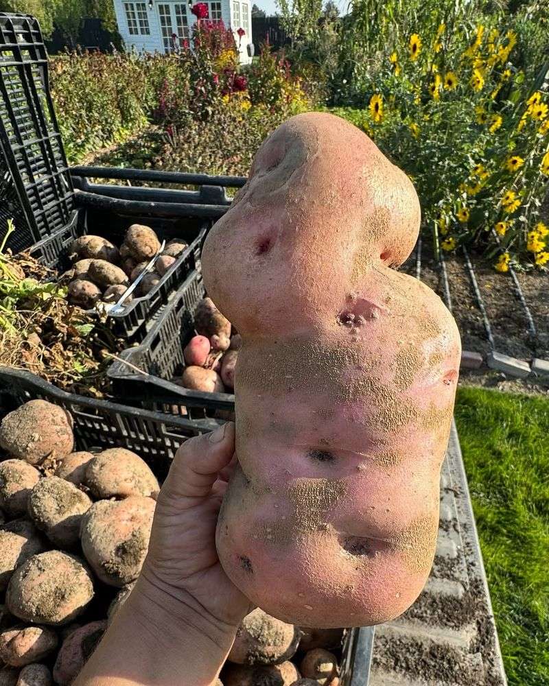 Idaho's Giant Potato