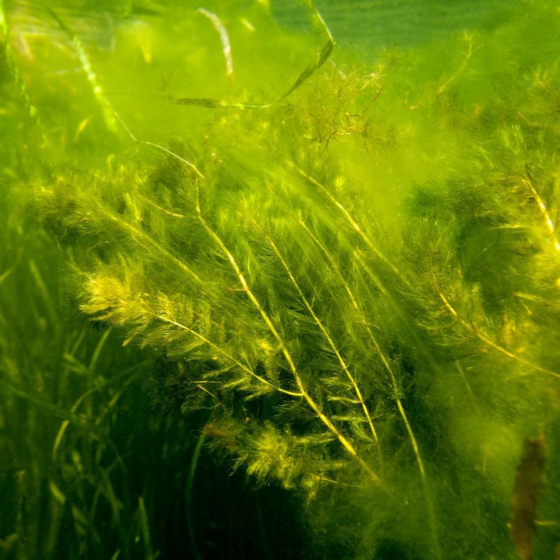 Idaho: Eurasian Watermilfoil