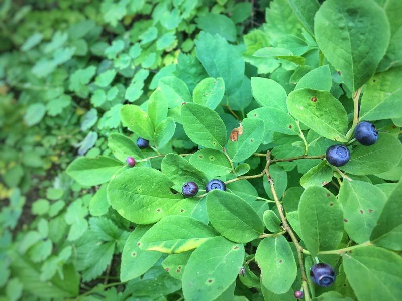 Idaho: Huckleberry