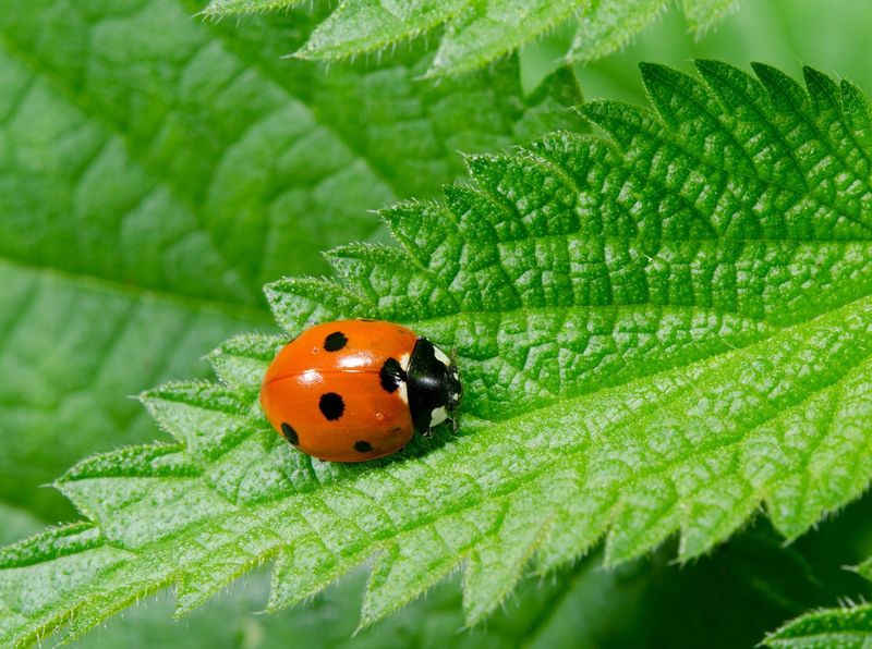 Ignoring Beneficial Insects