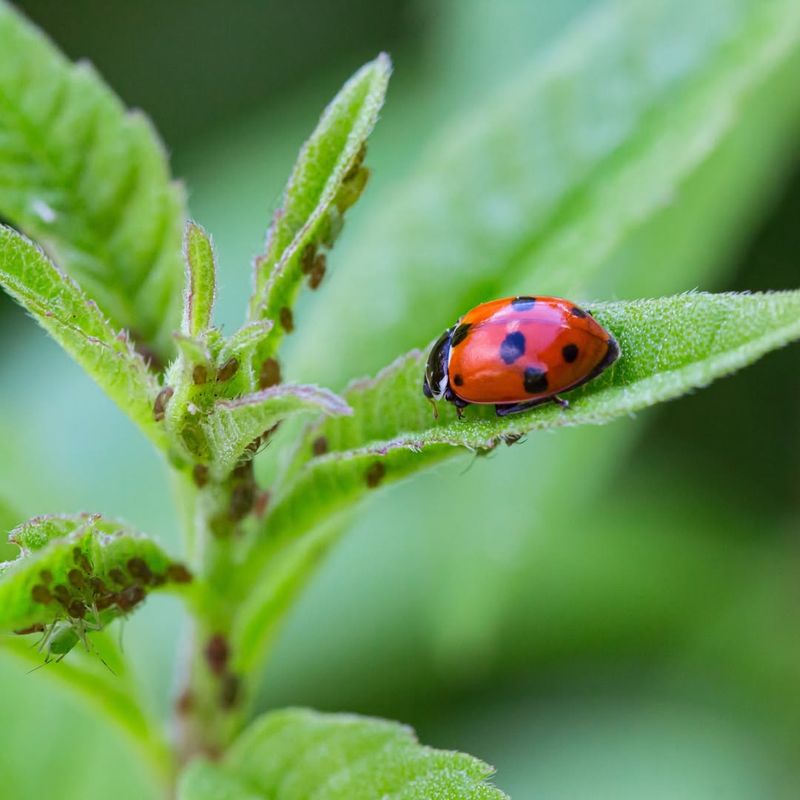 Ignoring Beneficial Insects