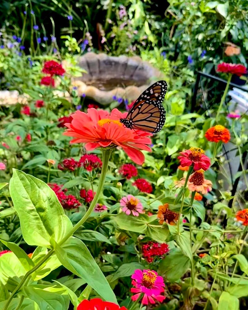 Ignoring Butterfly Safety