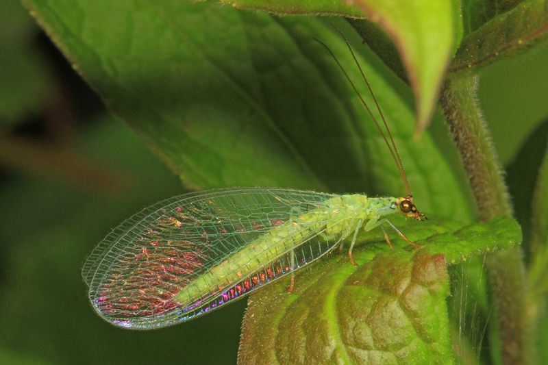 Ignoring Natural Weed Predators