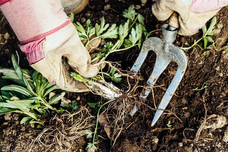 Ignoring Perennial Weeds