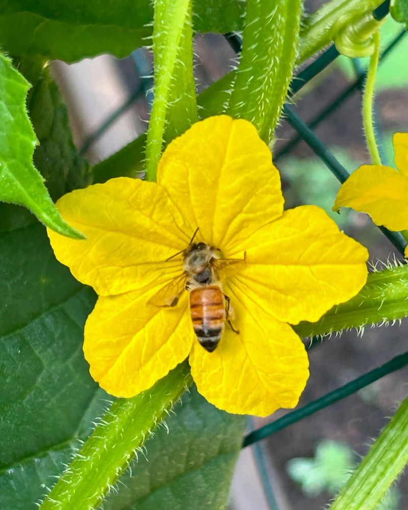 Forgetting about Pollinators