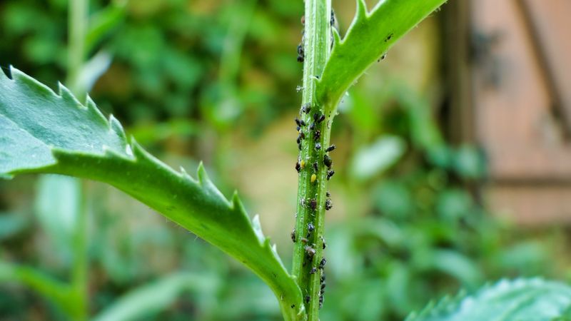 Ignoring Pest Infestation Signs