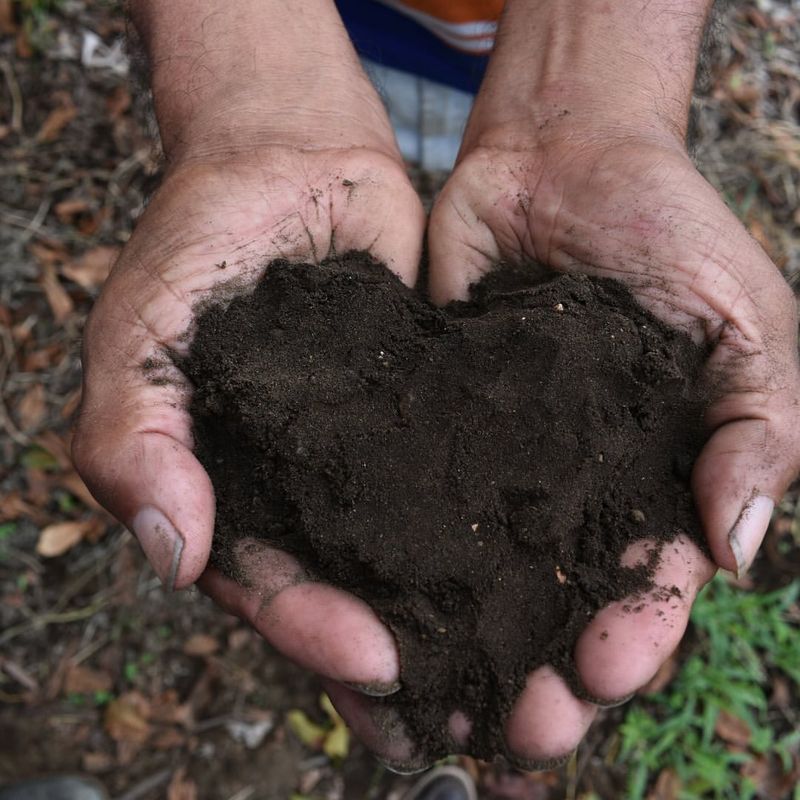 Overlooking Soil Requirements