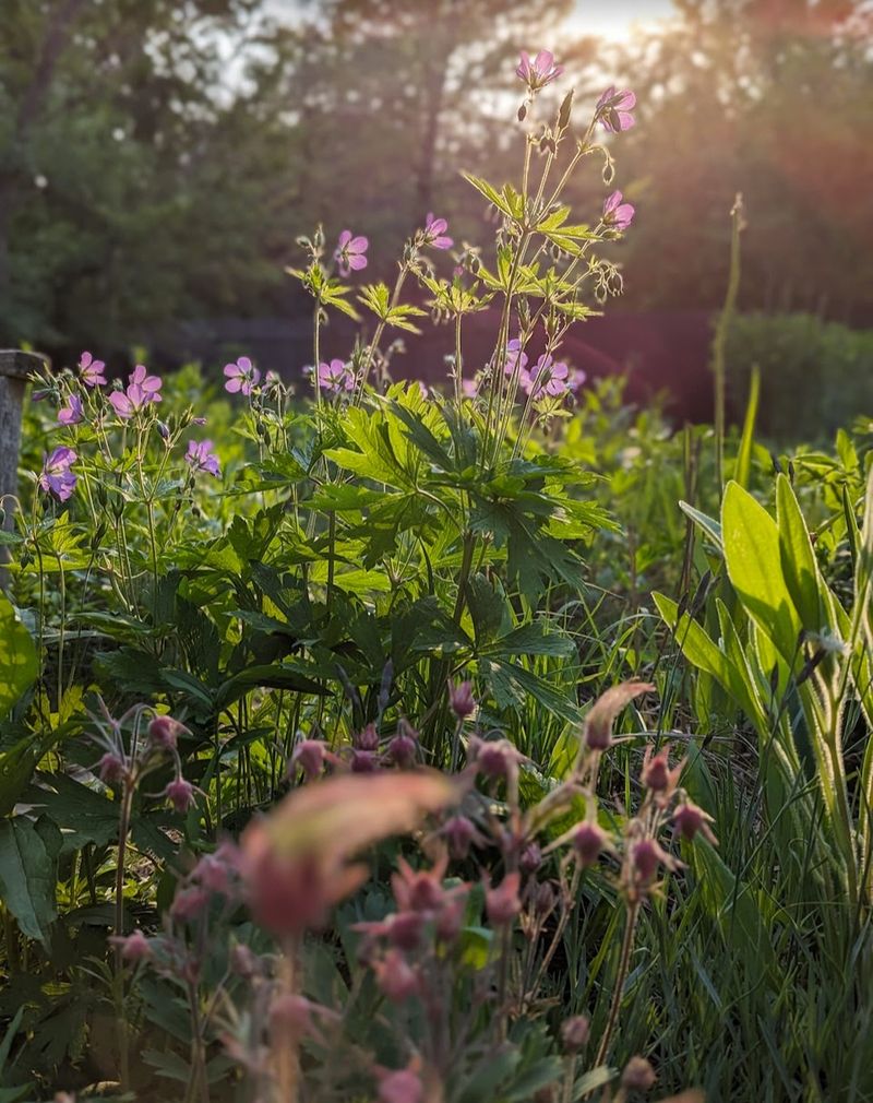 Ignoring Sunlight Requirements