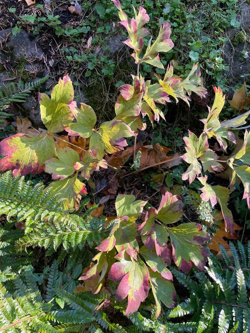 Neglecting to Stake Tall Plants