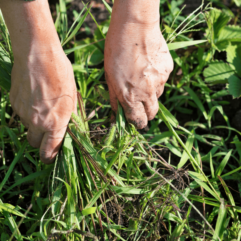 Ignoring weed control before fertilizing