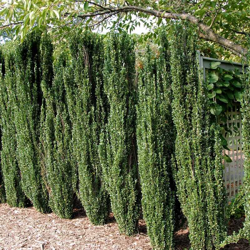 Ilex crenata 'Sky Pencil' (Sky Pencil Holly)