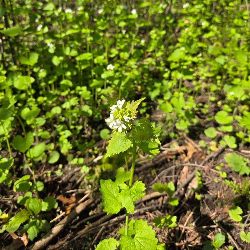 Illinois: Garlic Mustard