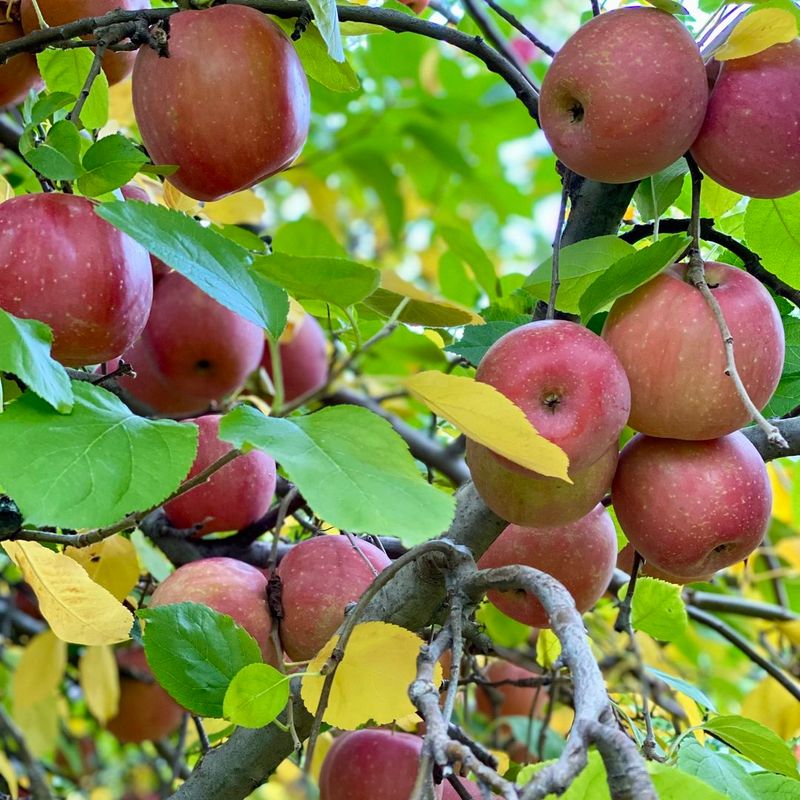 Illinois: GoldRush Apple