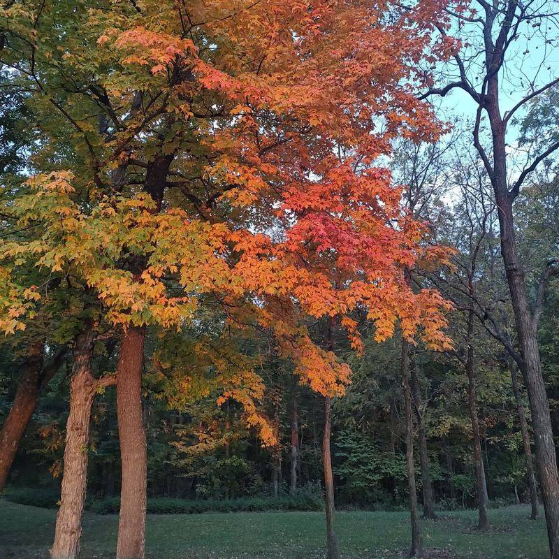 Illinois Serviceberry