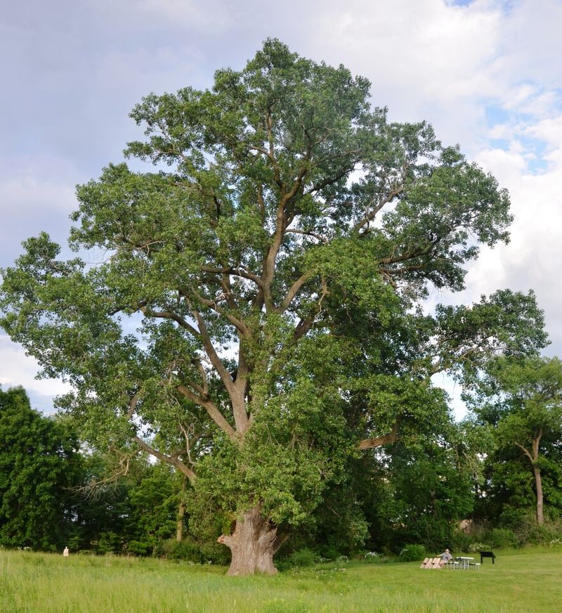 Illinois' Prairie Behemoth