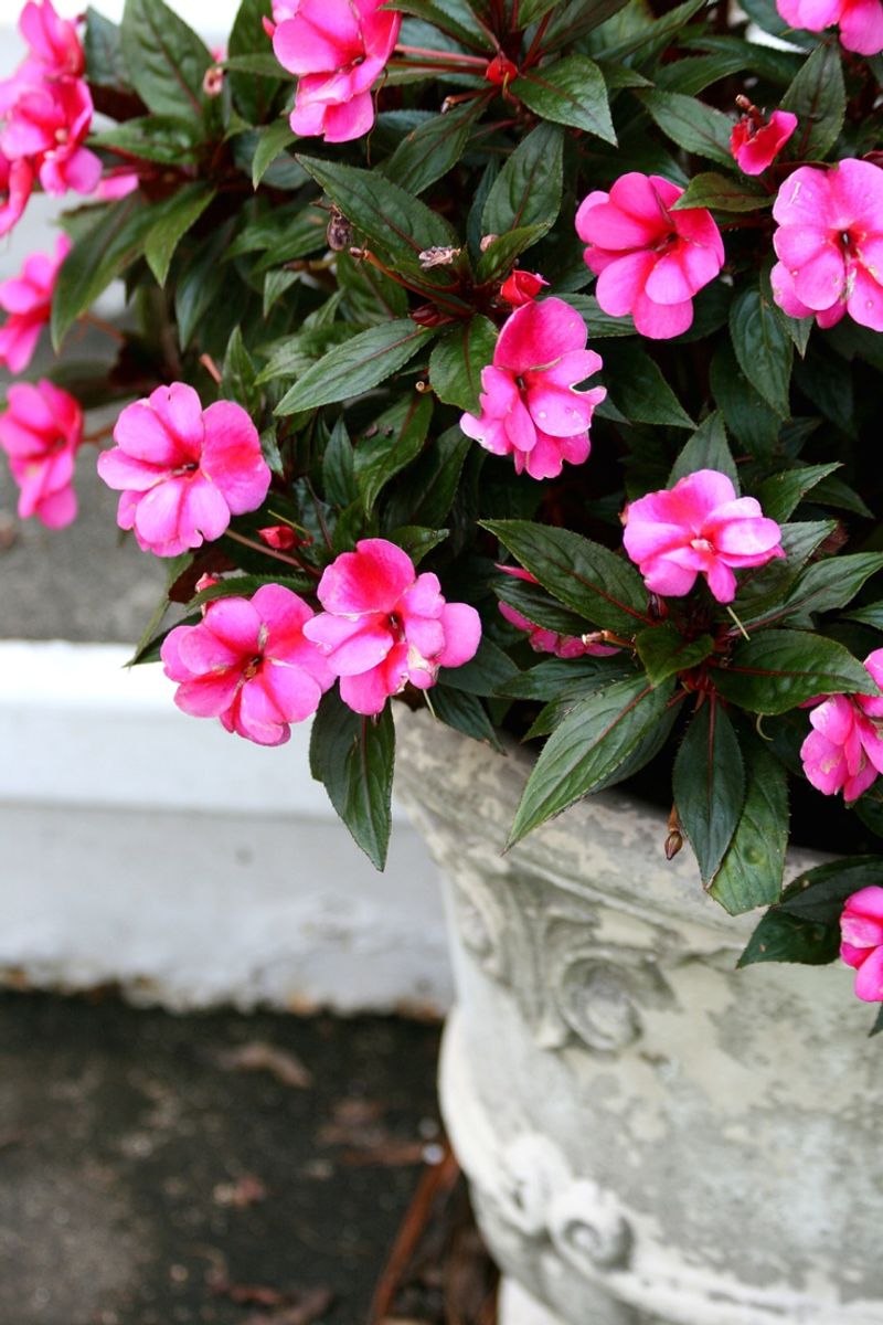 Impatiens