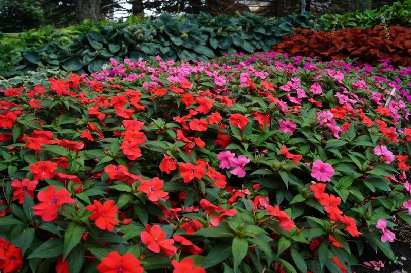 Impatiens