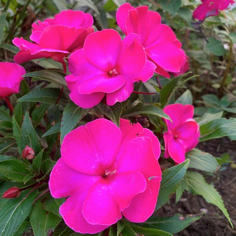 Impatiens