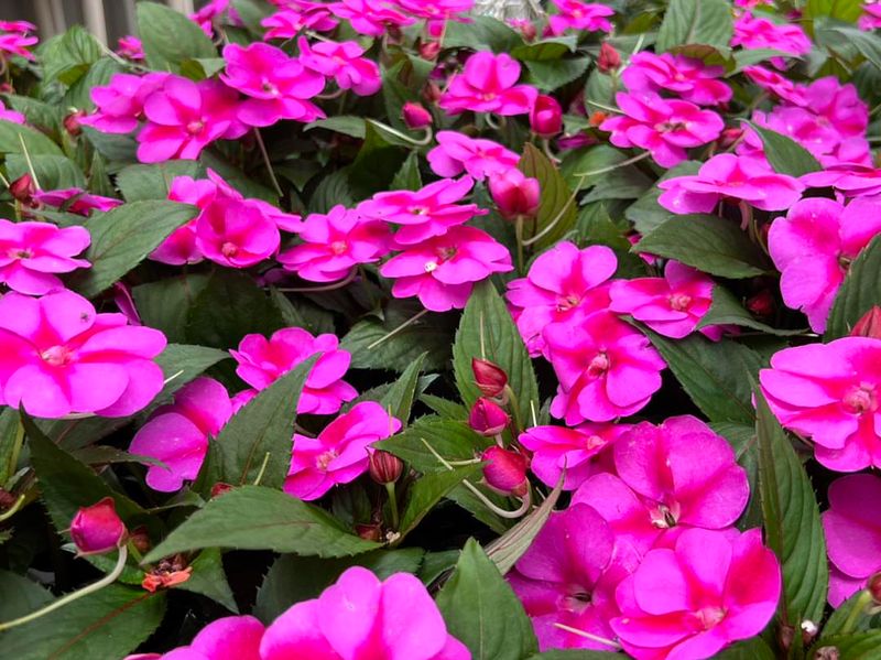 Impatiens