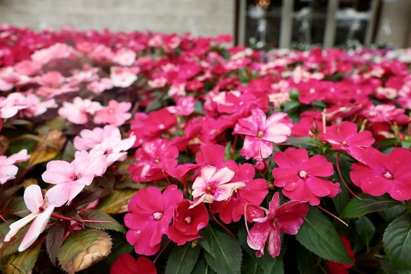 Impatiens