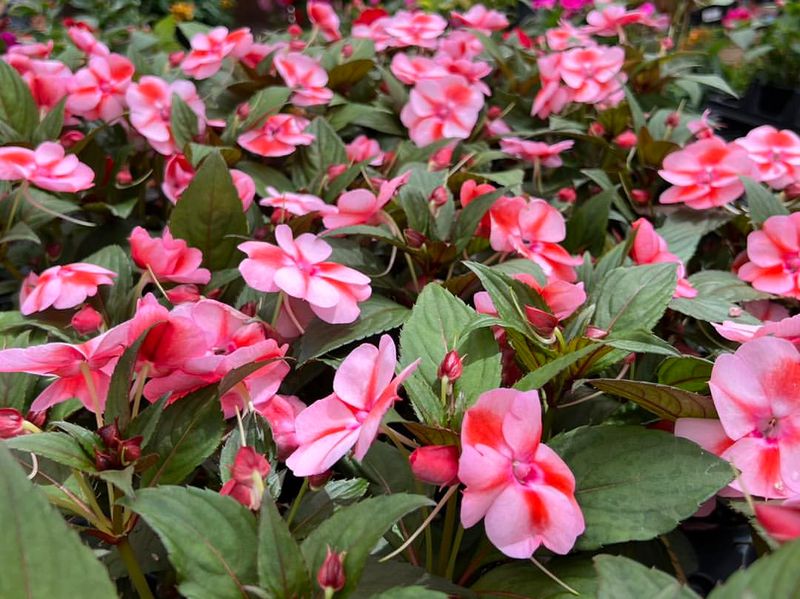 Impatiens