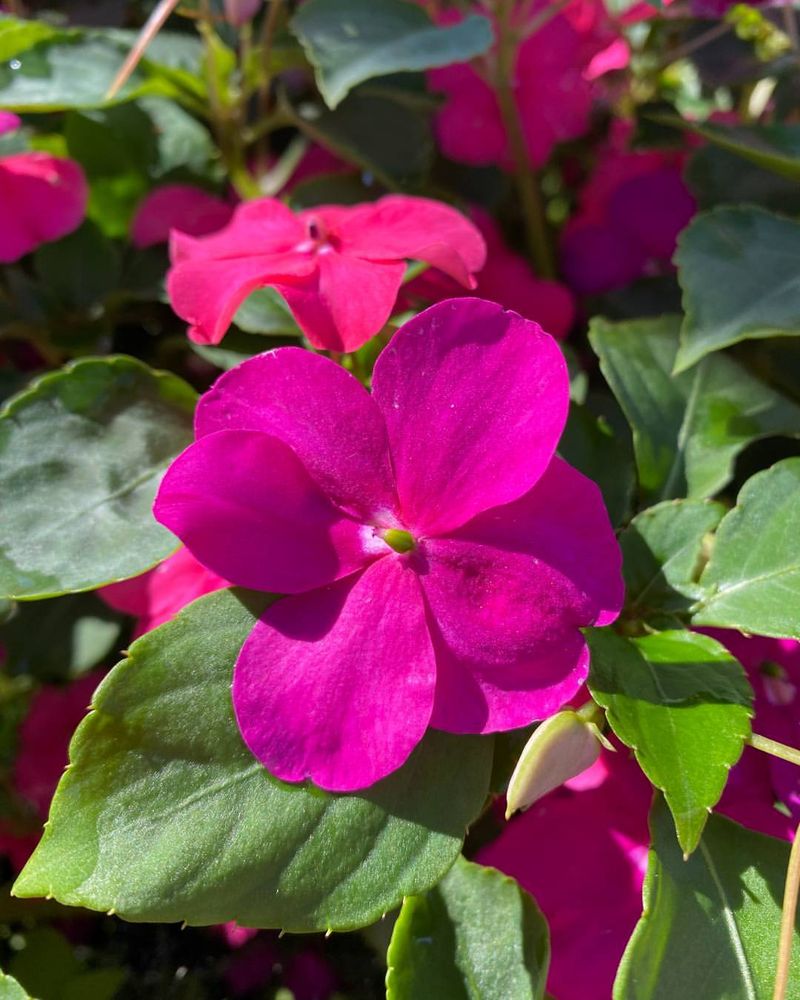 Impatiens