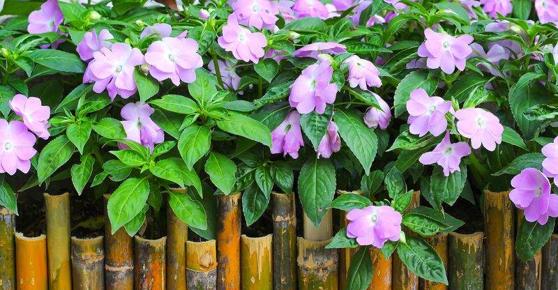 Impatiens