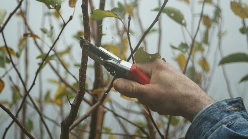 Improper Pruning Practices