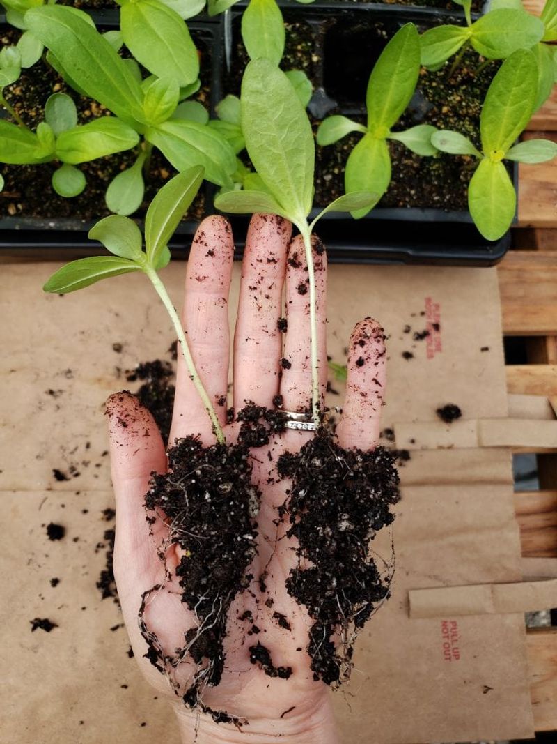 Forgetting to Thin Seedlings