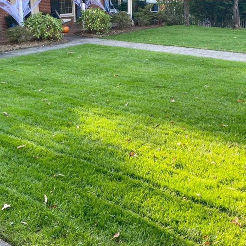 Improve Lawn Health