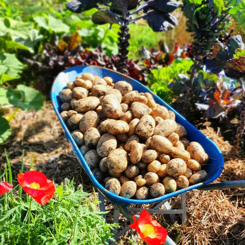 Improving Potato Growth