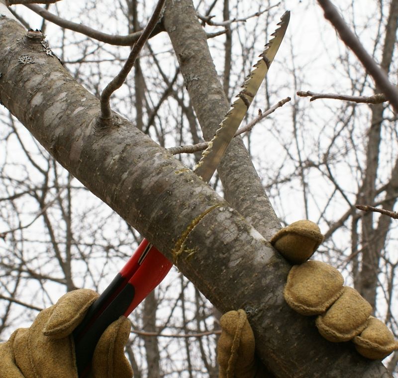 Inadequate pruning techniques