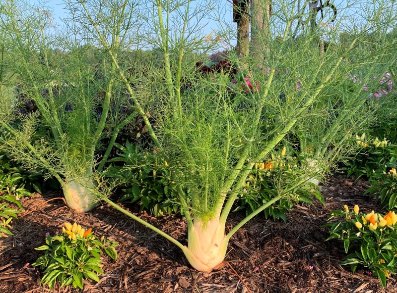 Include Fennel