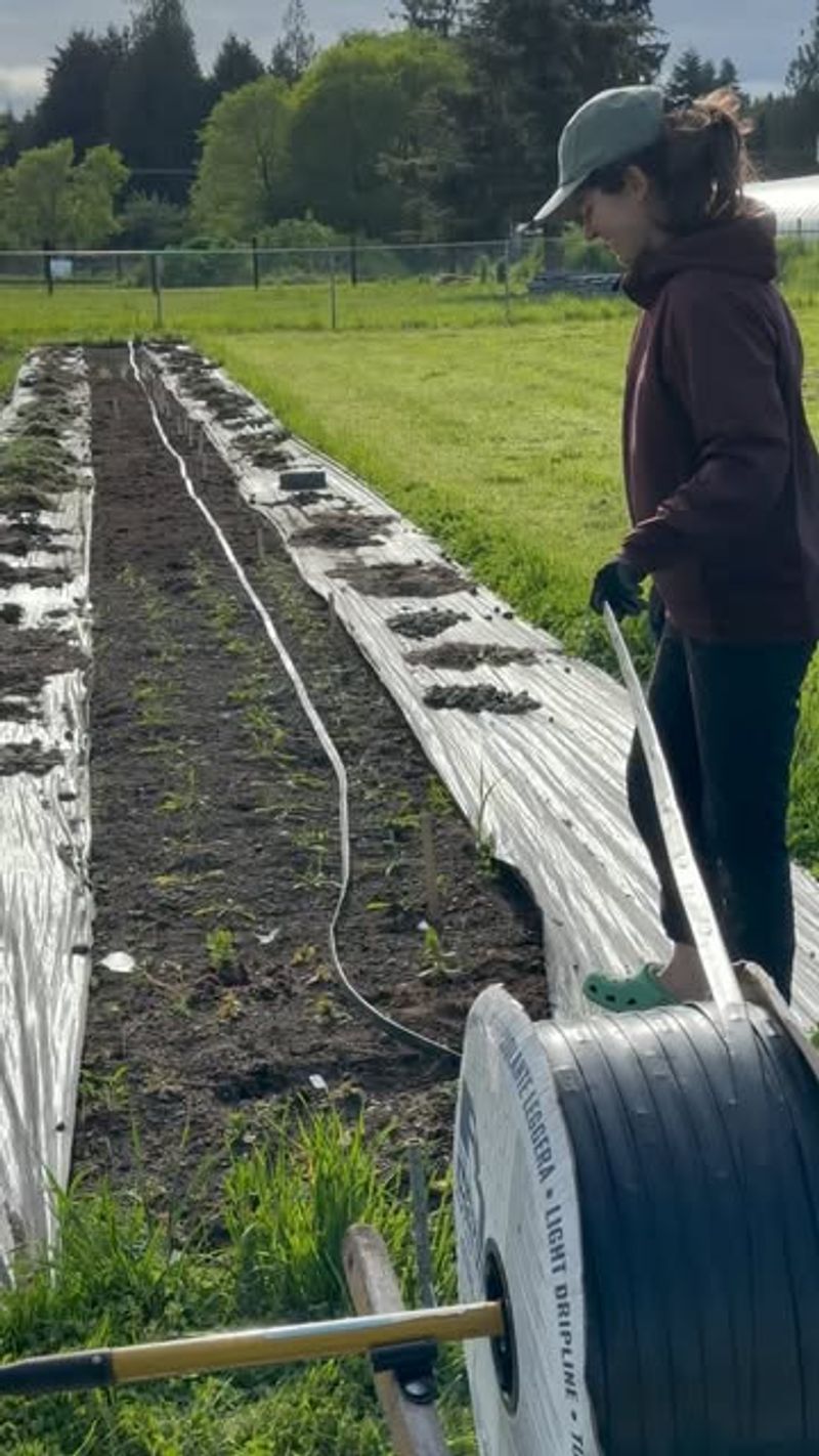 Incorporate Drip Irrigation