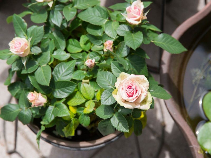 Incorporate a Watering System