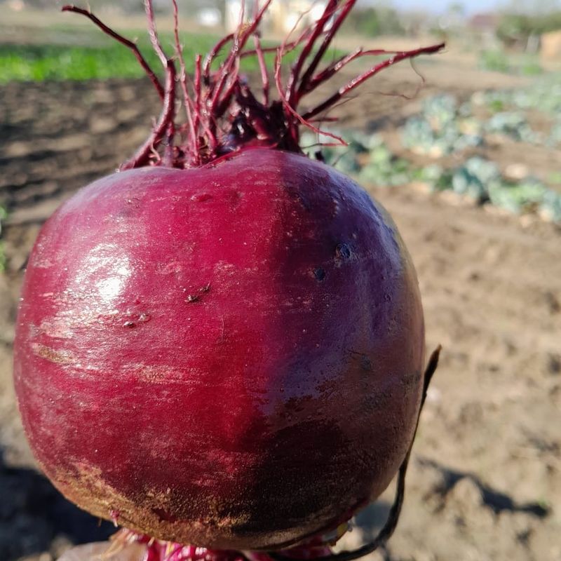 Indiana's Massive Beet