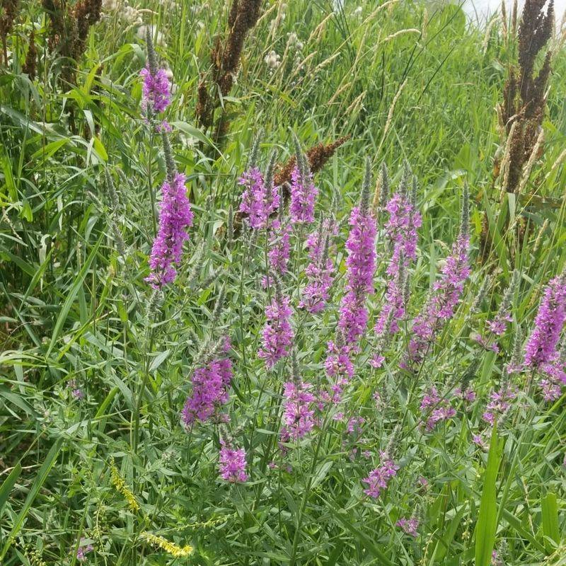 Indiana: Purple Loosestrife