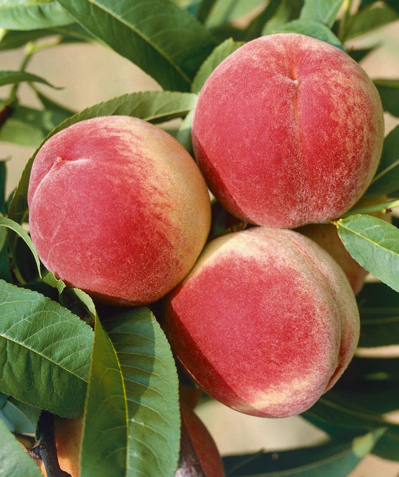 Indiana: Red Haven Peach