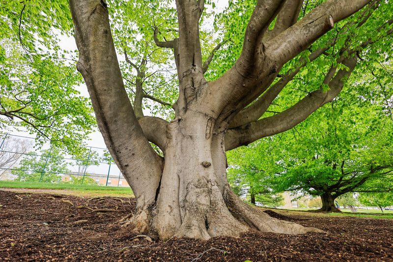 Indiana's Woodland Giant